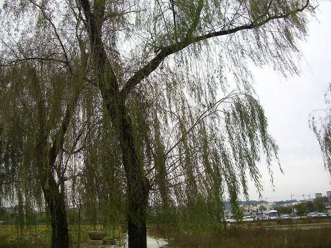 韓国の柳<br /><br /><br />韓国の柳です。<br />日本の物と何が違うのかはわかりませんが・・・たぶん同じなんじゃないかな？