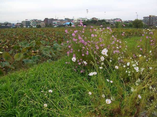 次なるスポットへ<br /><br /><br />宮南池（クンナムジ）駐車場の横の景色です。<br />次は同じく忠清南道（チュンチョンナム＝ド／Chungcheongnam-do）の江景（カンギョン／Ganggyeong）に向かいます。<br /><br /><br />＜Part14：塩辛祭・江景編＞に続く<br />http://4travel.jp/traveler/jyshp/album/10288818/