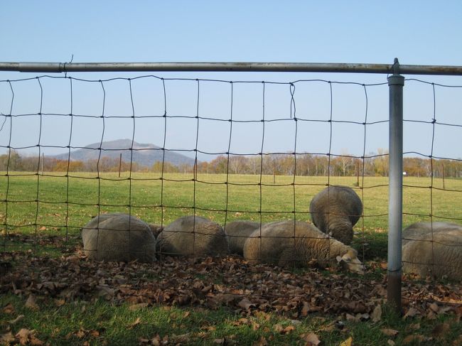 「羊が丘展望台なので、とりあえず羊置いておきます・・・」程度の羊さん。就寝中。