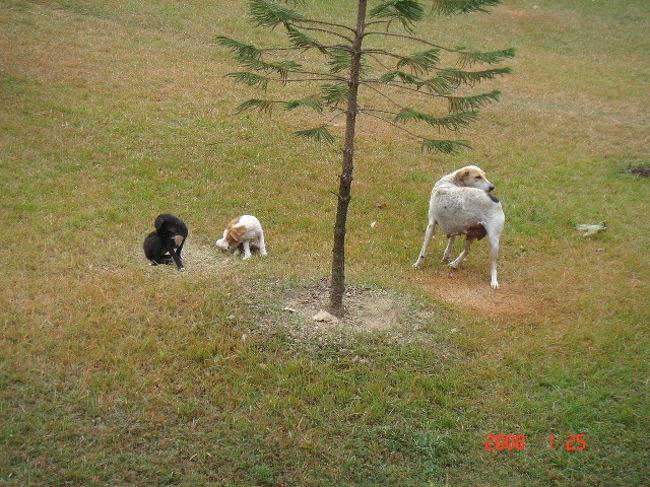 ホテル内の敷地はとても広く、犬も飼っていました。<br />緑が多く、動物がいるところは、心が和みます。
