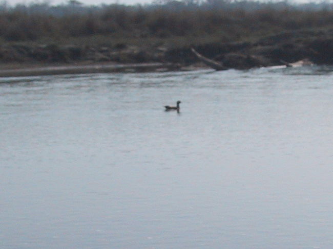 ラプティ河には、ワニが生息しているそうです。<br />（この時はあいにく遭遇できませんでした）<br /><br />この日の朝は霧がとても深く、殆ど何も見えなかったのですが、唯一見えたのが鳥。何の鳥か全くわかりませんでした（笑）