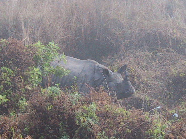 カヌーを降りると、そこからジャングル・ウォークが始まります。（ソウラハ村からカヌーで下ってきた道のりを、今度はジャングルの中を歩いて、ソウラハ村へ戻るコース）<br /><br />カヌーを降りて、すぐ、思いもかけず、サイに遭遇しました。<br />
