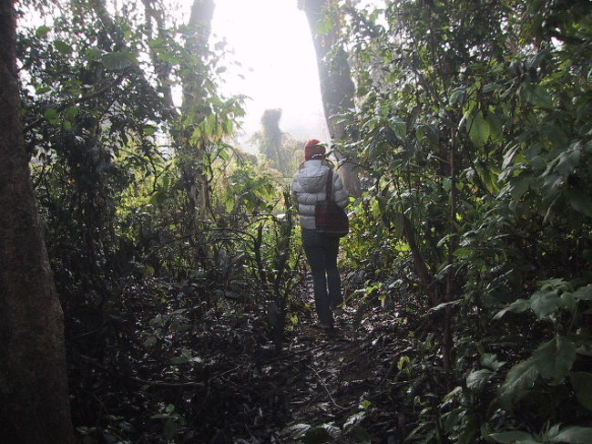 サイを見た後は、特に他には何にも遭遇できず、ただひたすらジャングルの中を歩いていきました。