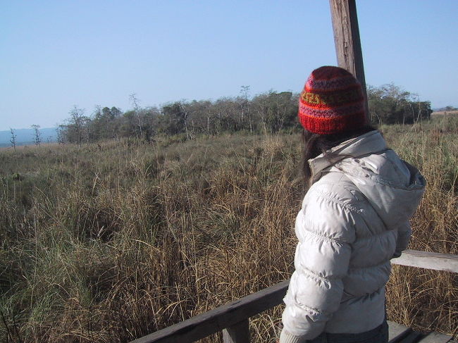 ジャングル・ウォークの行程のうちの半分ほど行ったところに小屋みたいなタワーみたいな建物があり、上に上ると、辺り一帯が見渡せました。<br />（動物は何も見えなかったけれど…）