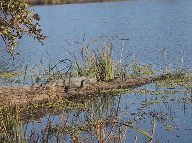 ワニ発見！<br />カヌーに乗っていた時はあいにく見つけられませんでしたが、やっと見れました。