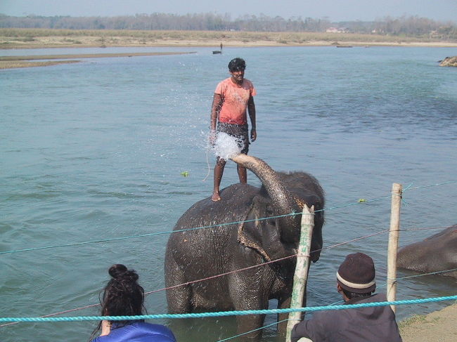 水浴びをする像さん。