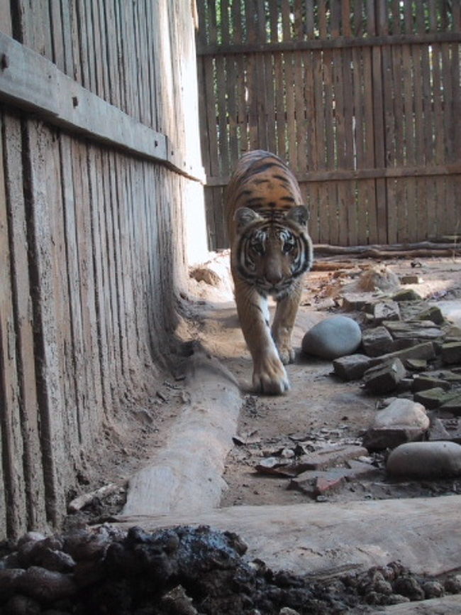 トラの飼育センターにて。<br />国立公園内では、トラには運が良くないと滅多に遭遇できませんが、飼育センターへ行くと見る事が出来ます。