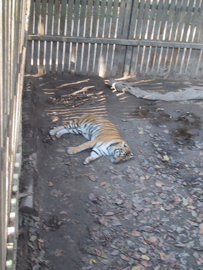 お昼寝中のトラさん。