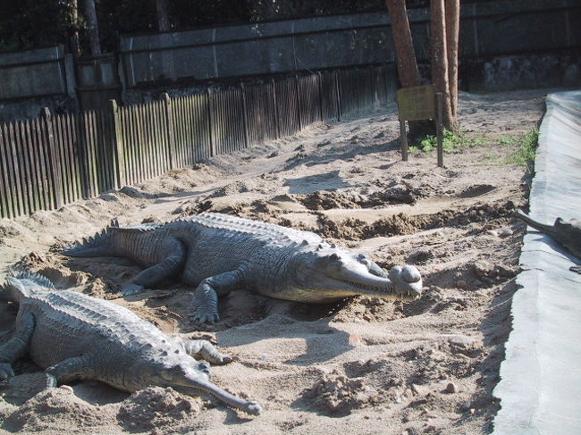 ワニの飼育センターにて。<br /><br />ラプティ河でワニに出会うチャンスは多々あり、決して難しくはないのですが、もし出会えなかったのなら、飼育センターへ行ってみて下さい。
