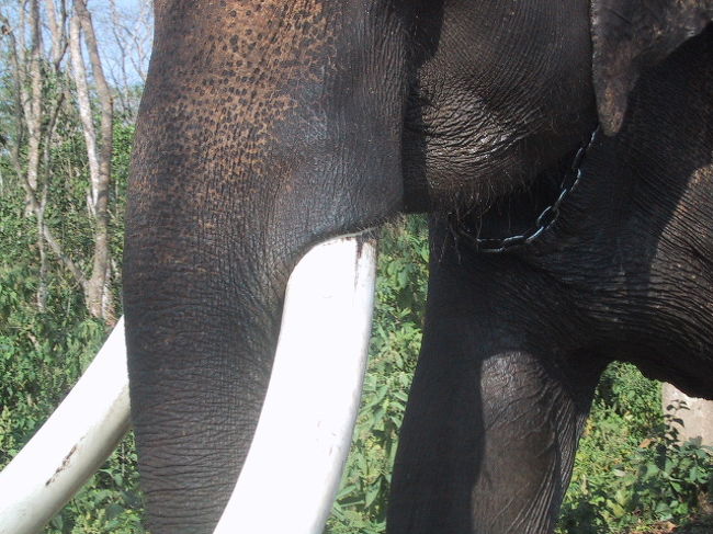 象牙が見事な像さん発見。<br />