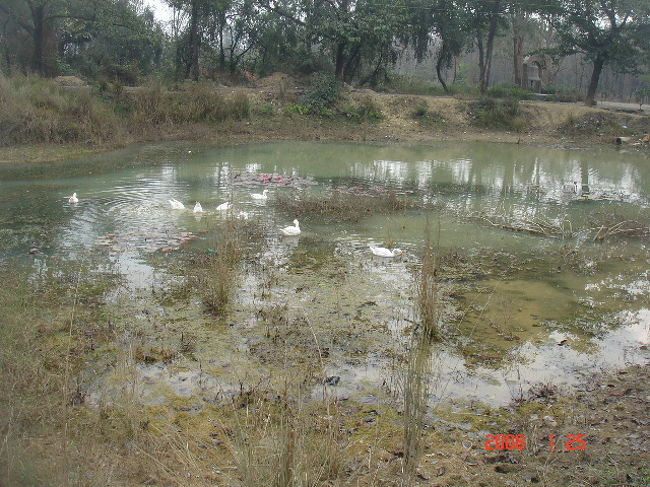鳥の群れ。<br /><br />一言で言うと、全てのアクティビティには、それぞれ違った楽しさがありますが、動物を見るにはエレファント・サファリが一番でした。（上から見下ろせるから良く見える）<br /><br />この後、エレファント・サファリを終え、一路カトマンズへ帰着したのでした。