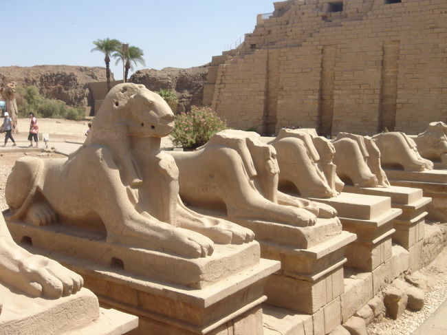 たくさん並んで可愛い牡羊頭のスフィンクス。