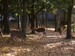 奈良公園の鹿