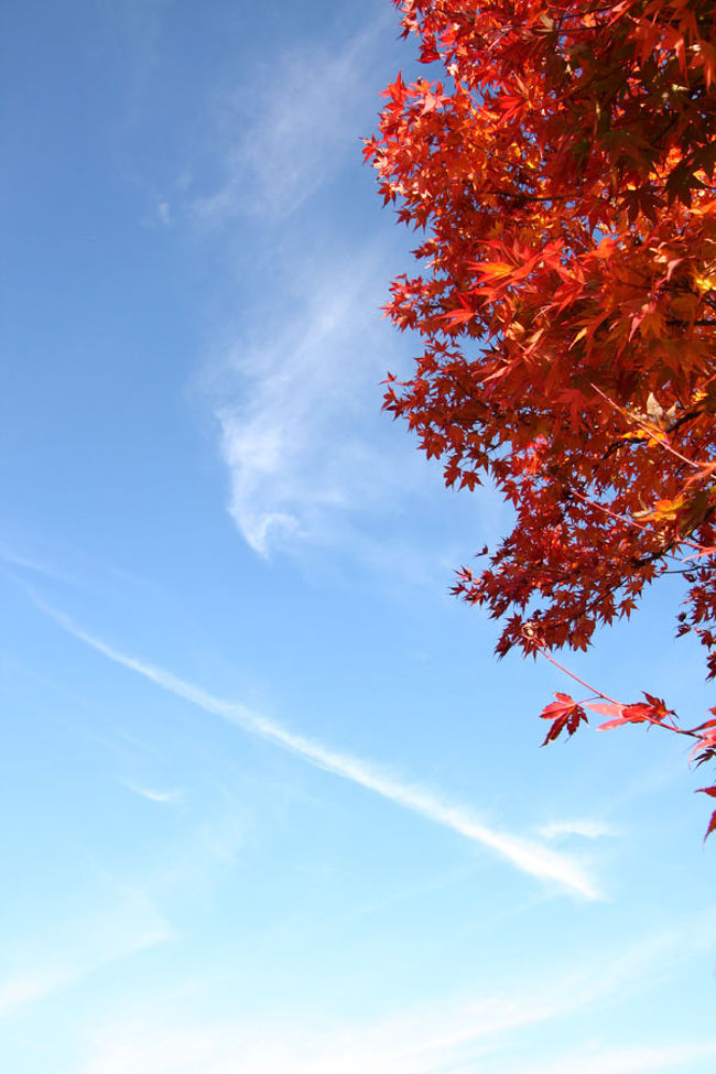 駐車場にあるもみじの木が一本だけ真っ赤に染まっていました。<br />青い空と白い雲、とっても綺麗です。