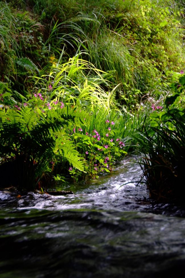 15:30 熊本県白水村 白川水源
