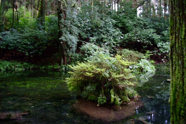 湧いているところから水を飲んでみると・う・ま・い・よ<br />よく見ると小さなヤゴのようなものがいっぱいいましたが、水が綺麗だとの思いで、気にせずぐびぐびと飲みました。<br />