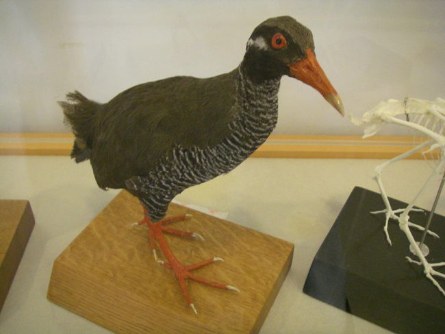 ヤンバルクイナの剥製。