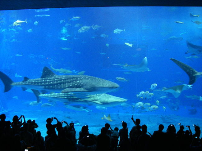 おなじみ黒潮の海。<br />しばし、ジンベエザメの雄大な泳ぎをお楽しみください。