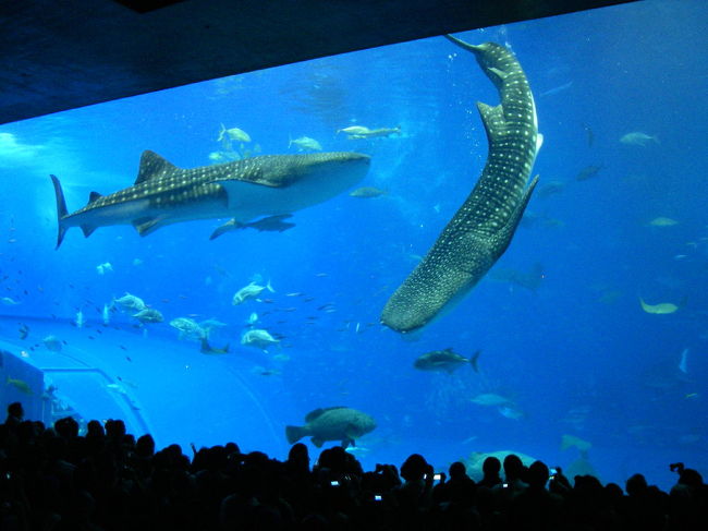 食事後は泳ぎが活発に。