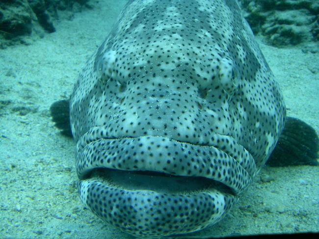 ものすごい迫力の魚。