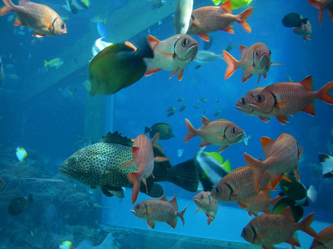 こちらは可愛い熱帯魚たちが群がっています。