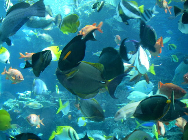 食事タイムがスタート。<br />ものすごい争奪戦です！