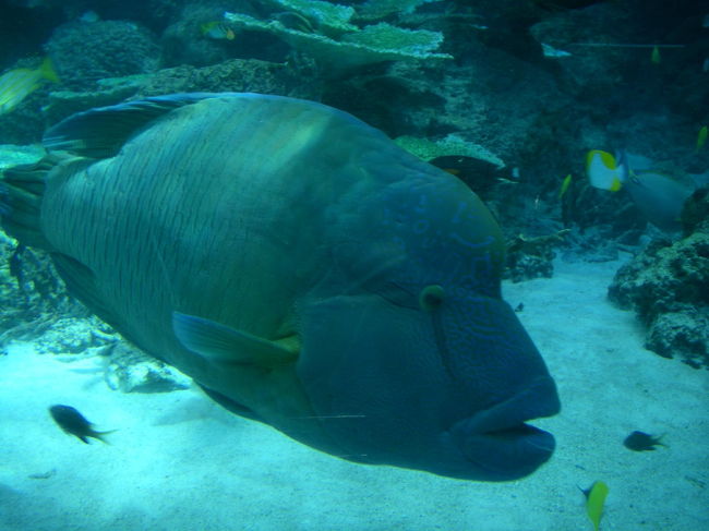 ナポレオンフィッシュも登場。