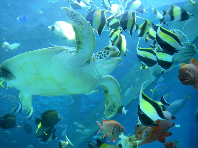 ウミガメも食事に参加。