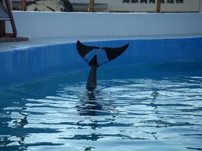 映画ドルフィンブルーでおなじみのフジがいる水槽へ。