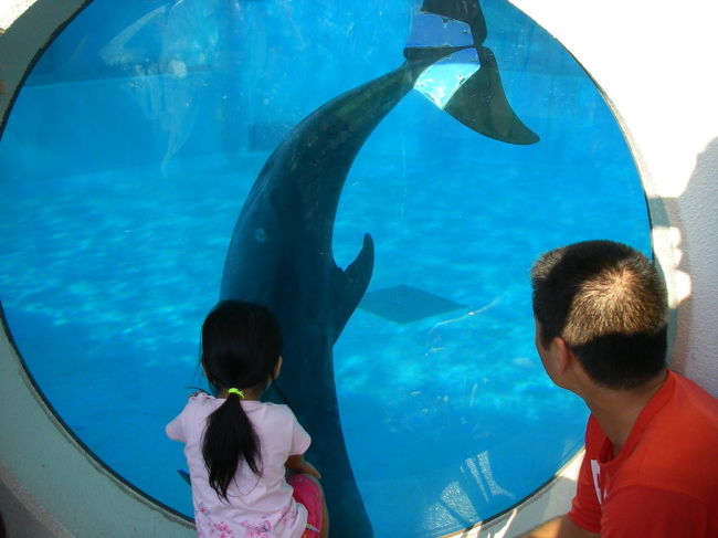 水槽の裏側には窓があって、運が良いと手の動きに合わせてイルカが首を振ったりします。