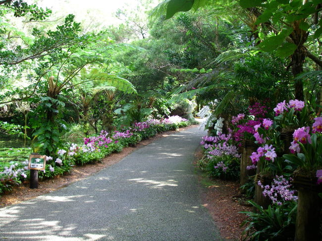 ビオスの丘に着いたら、奇跡的に晴れました。<br />園内は綺麗な蘭が咲き乱れています。