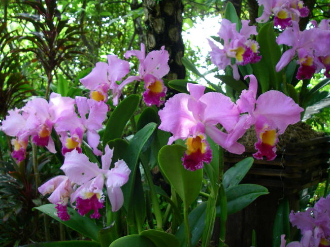 雨露の滴が綺麗な蘭の花。