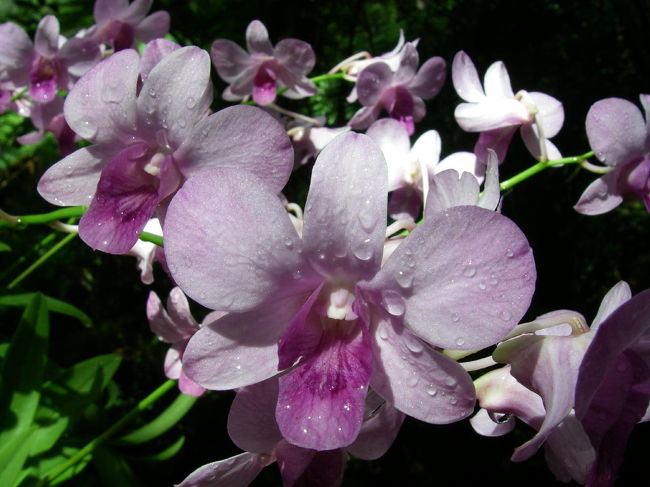 他の蘭のアップ。