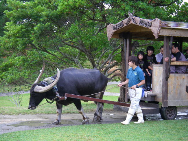 本島では唯一ここだけの水牛車。