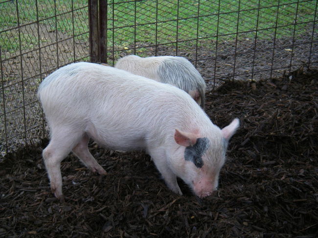 可愛い〜子豚ちゃん。