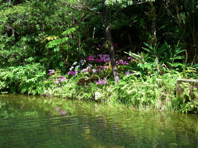 ほとりに蘭が咲いている。