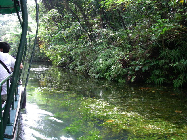 蘭の他にもシダ植物など、南国らしい木々が生えていました。
