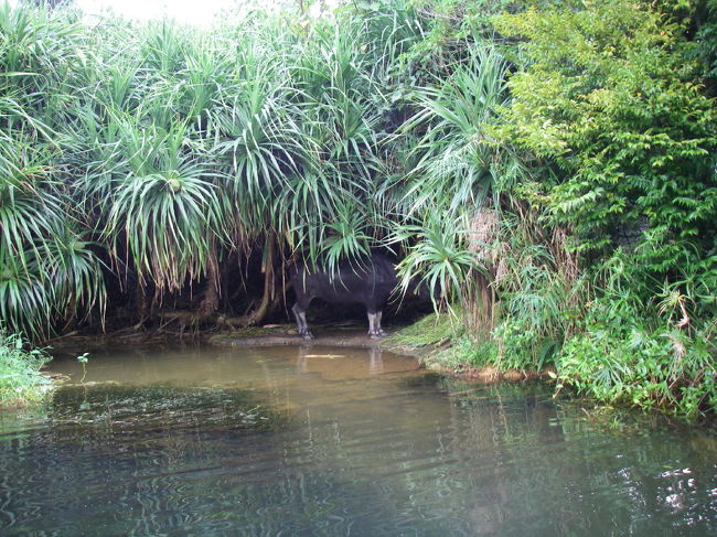 ほとりで水牛が休憩中。