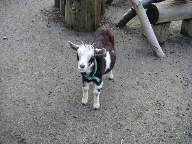 ハイジでいうところのユキちゃん。