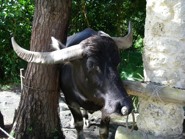 水牛を近くで見るとすごい角。