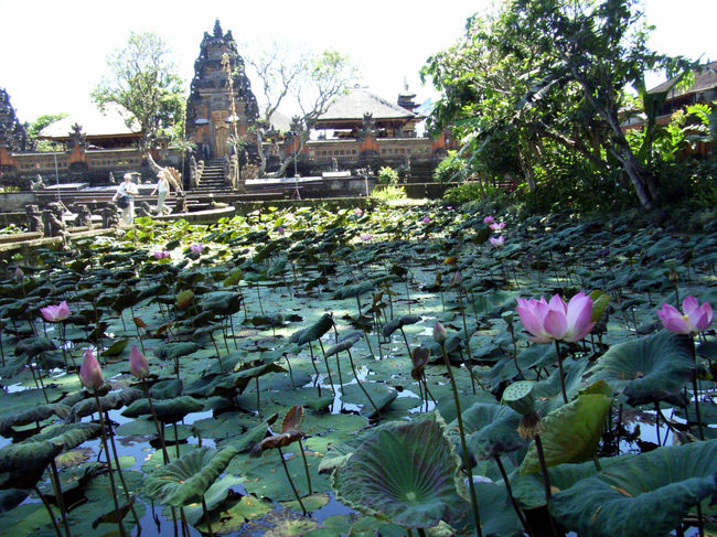 午前中は予定もないのでモンキーフォレストやウブドの目抜き通りを散歩する。日当たりを歩くとさすが暑い。王宮の近くでたまたま見付けたウォーターパレスには蓮の花が一杯咲いていた。レストランもあるので夜はロマンチックだろうな。