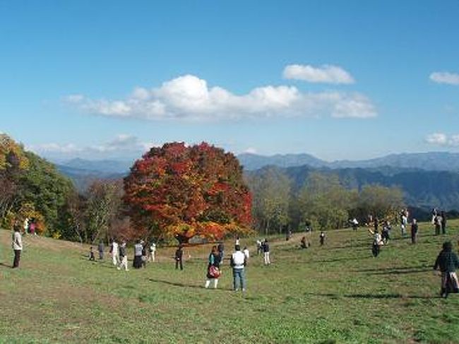 大峰高原に、ぽつんと大きな樹があります。<br />樹齢２５０年超の大カエデです♪<br /><br />四季を通じ色々な顔を見せてくれますが、秋の紅葉は中でも特別で、<br />10月〜11月頃の日々七色に変化していく紅葉は、特に見ごたえがあり池田町の名所となっています。