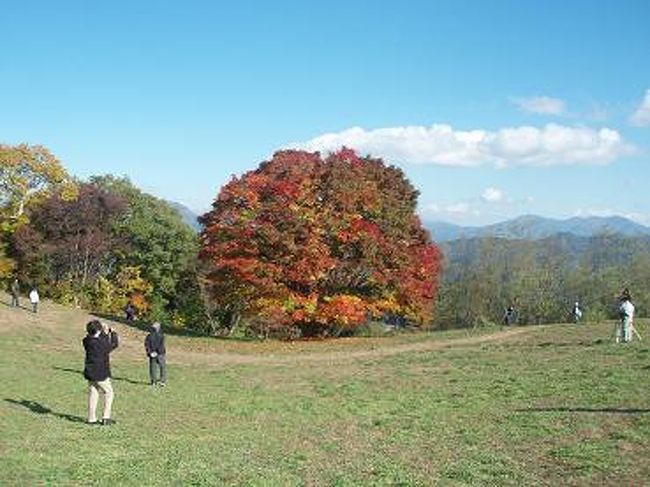 豊科インターから車で５０分ぐらいで、到着！<br /><br />遠くから見ても、本当に大きいカエデです。<br />立派な姿を一目見て、感動しました〜♪<br /><br /><br />たくさんの人が見物に来ていました。<br />駐車場も８０台ほどあるので安心ですよ。