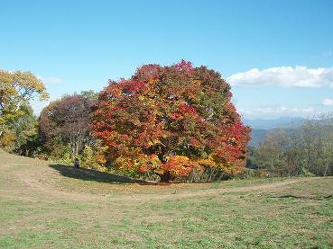 今日の紅葉は・・・<br />茶・赤・オレンジ・黄色・緑など、色とりどりで綺麗ですね〜♪