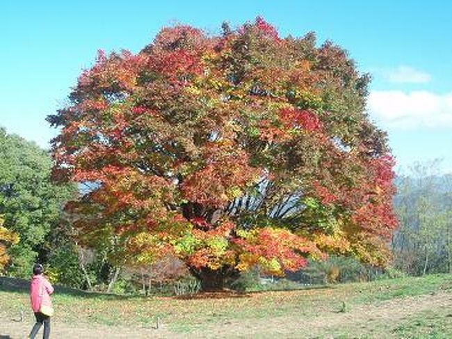 大カエデに近づきすぎると、根っこが痛んでしまうので、<br />３メートルほど離れた所にロープが張って立ち入り禁止になっています。<br />樹には触れられませんので、淋しいですけど、<br />大カエデには、長生きしてほしいですもんね♪<br />