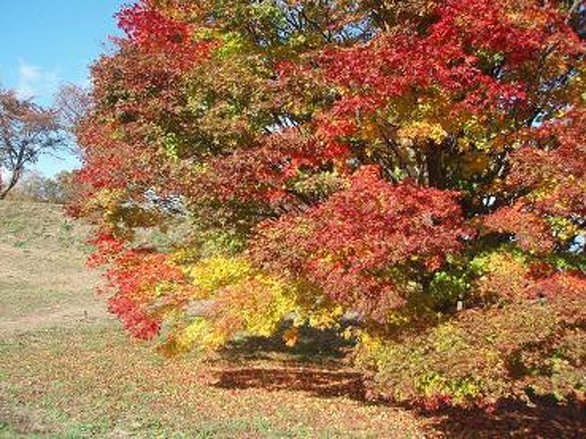 カエデをぐるっと一周〜<br />南東側のカエデです。