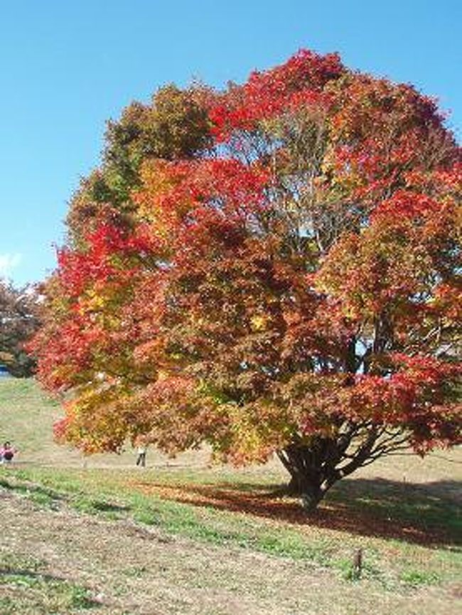 東側から見たカエデです。