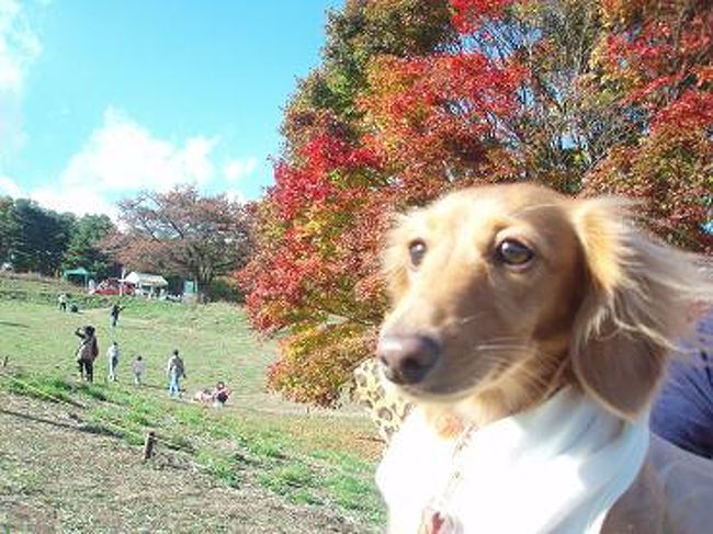 うちのわんこと、カエデ♪