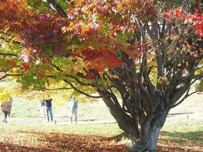 幹が太くて、絡まりあってますね〜。