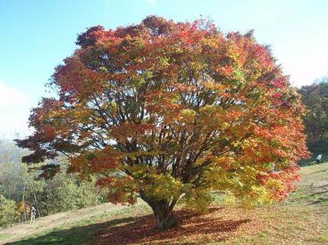 西側から見たカエデです。<br /><br />西側から見たカエデが、一番紅葉していて綺麗♪♪
